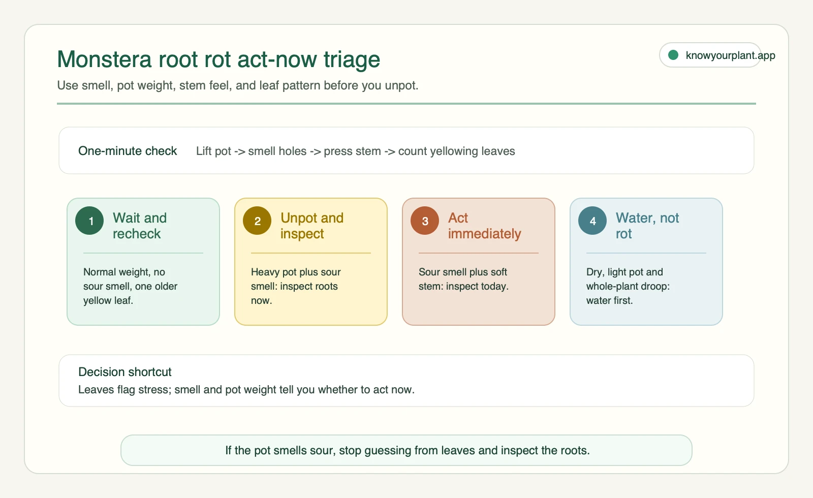 Monstera root rot act-now triage using pot weight, sour smell, stem feel, and yellow leaf pattern