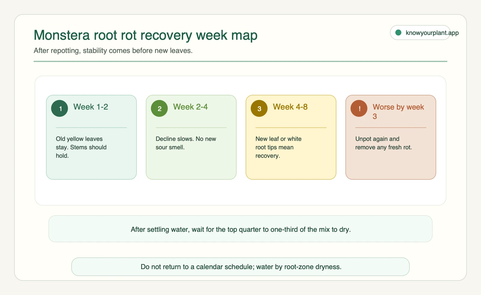 Monstera root rot recovery week map showing week 1-2, week 2-4, week 4-8, and what to do if worse by week 3