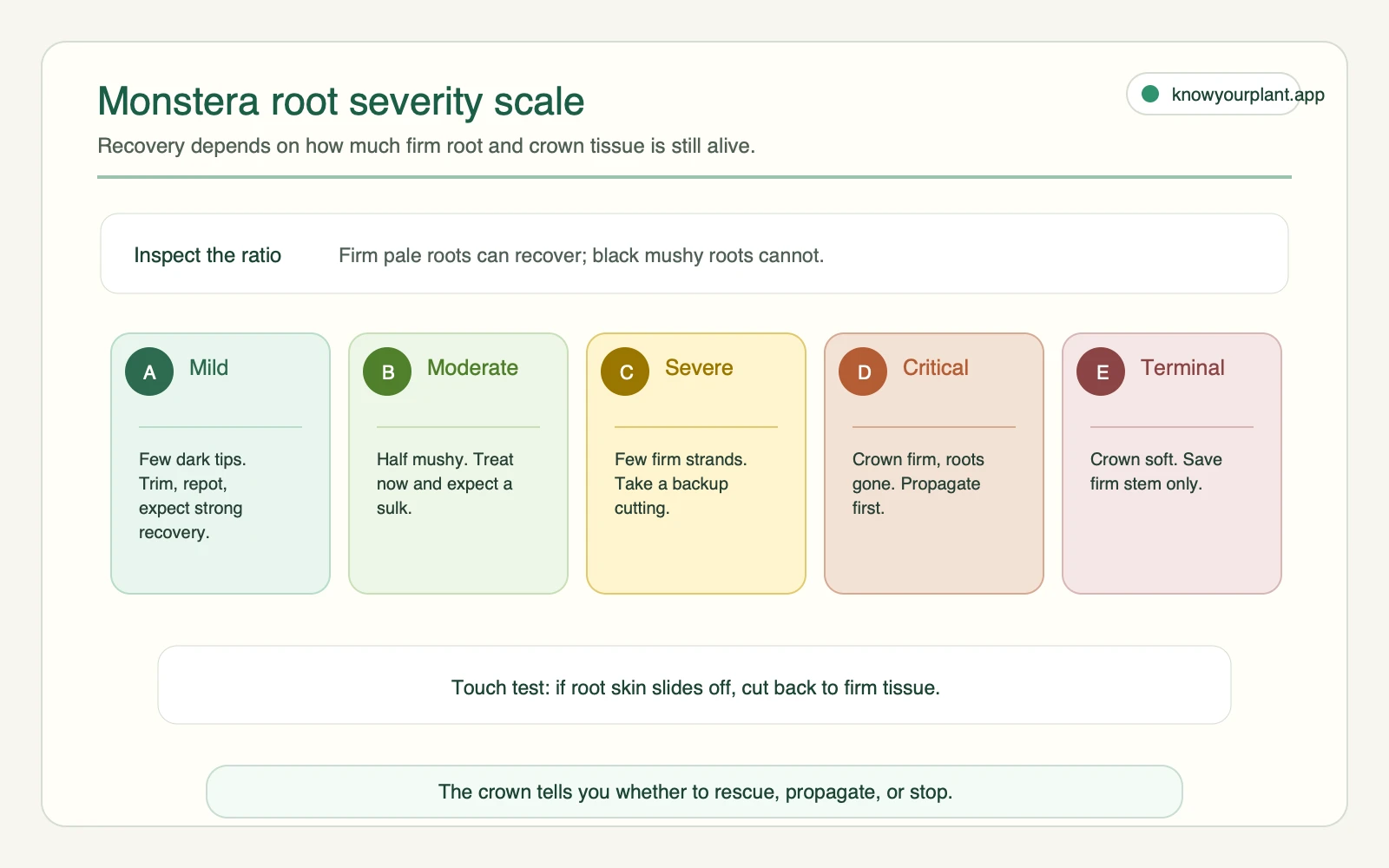 Monstera root rot severity scale showing mild, moderate, severe, critical, and terminal root conditions