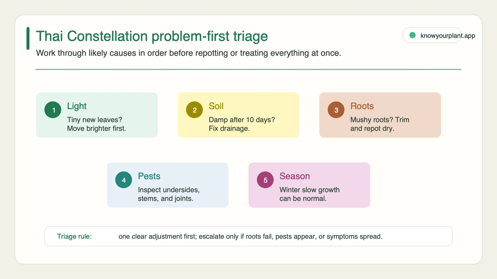 Thai Constellation problem-first triage map checking light soil roots pests and season before major care changes