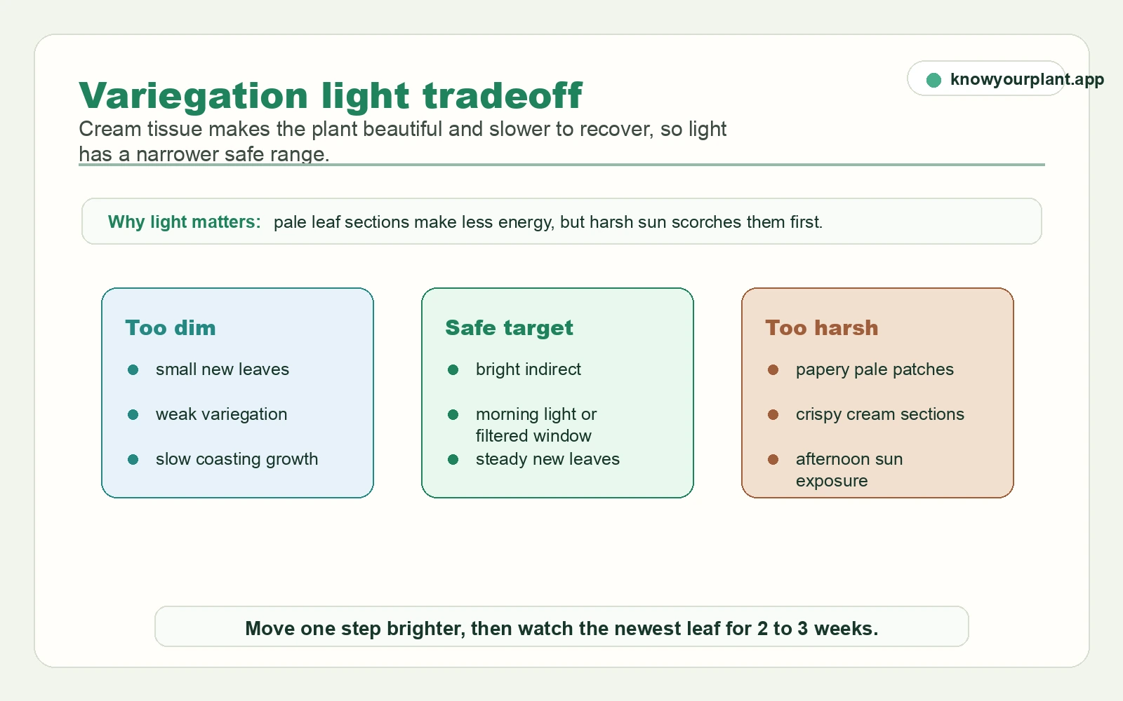 Variegation light tradeoff showing too dim safe target and too harsh conditions for Monstera Thai Constellation