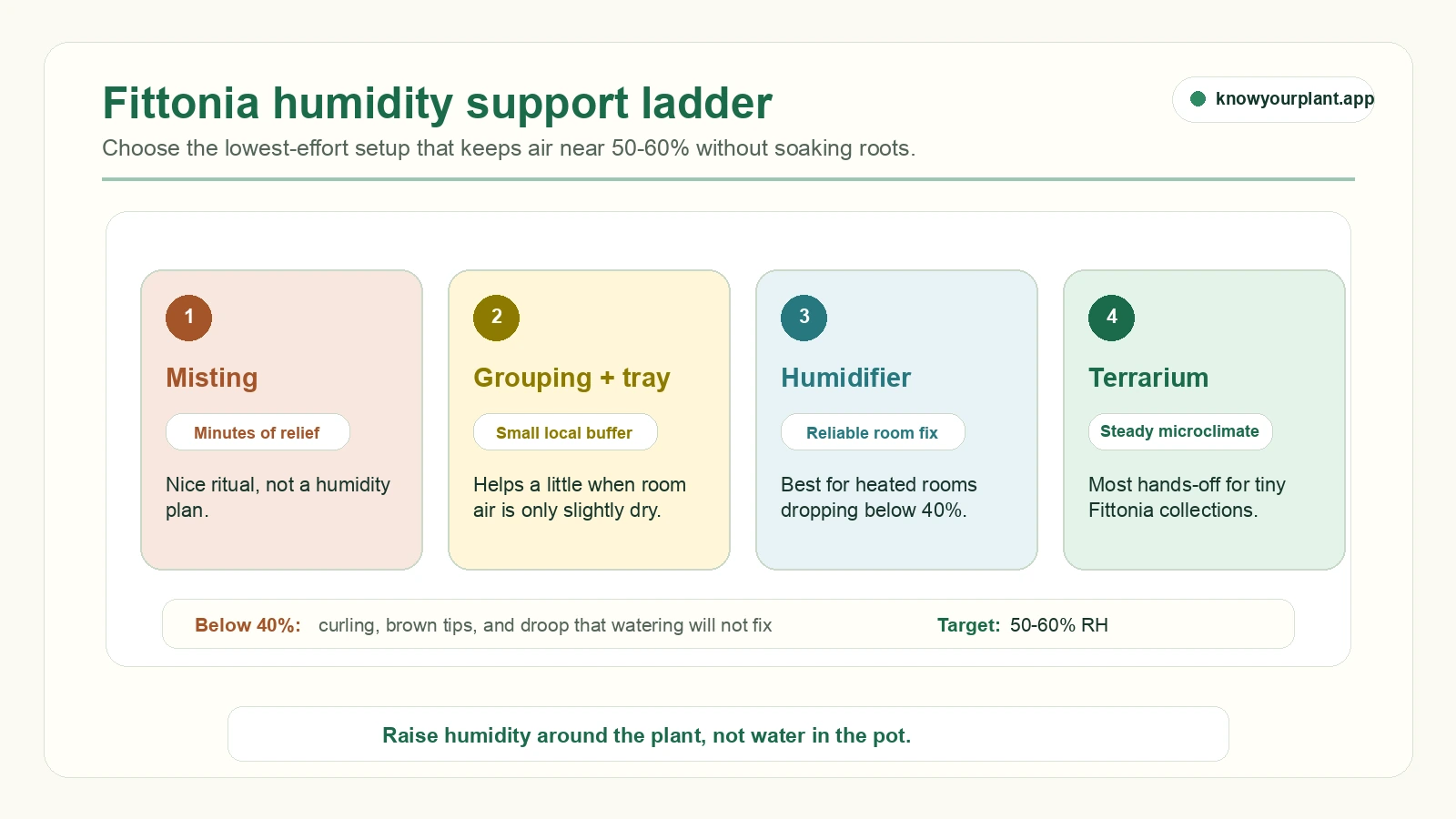 Fittonia humidity support ladder Fittonia humidity support ladder comparing misting grouping pebble trays humidifiers and terrariums