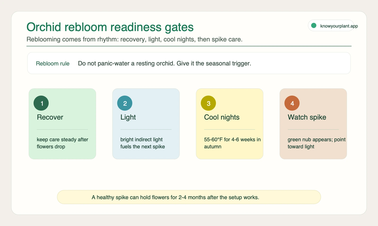 Orchid rebloom readiness gates for post bloom recovery light cool nights and new spike care