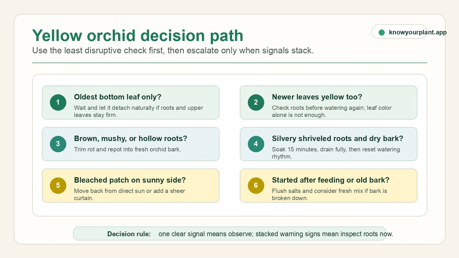 Yellow orchid decision path Yellow orchid decision path from oldest bottom leaf through root inspection, dry roots, sun patches, and fertilizer or old bark checks
