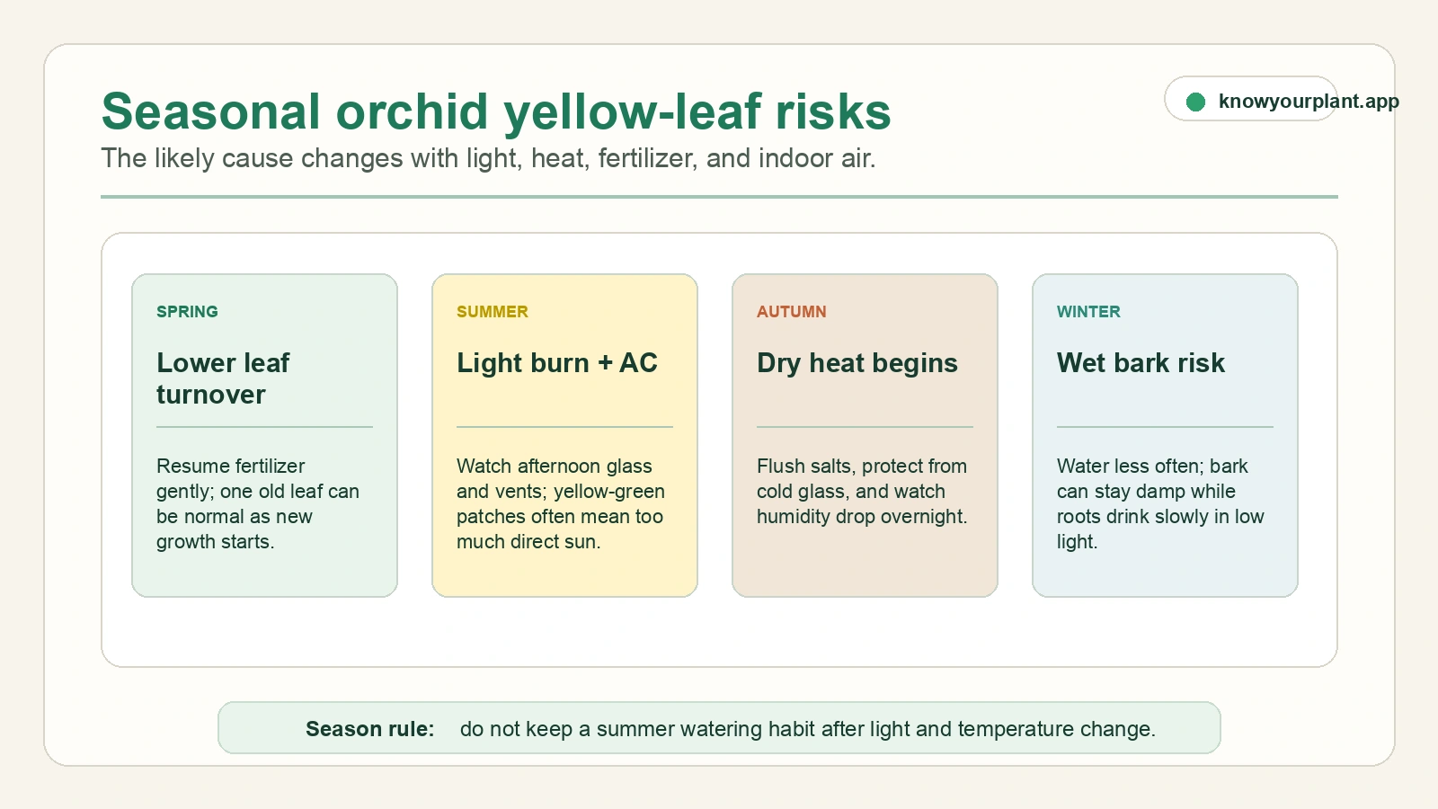 Seasonal orchid yellow-leaf risks Seasonal orchid yellow leaf risk calendar showing spring leaf turnover, summer light burn, autumn dry heat, and winter wet bark risk