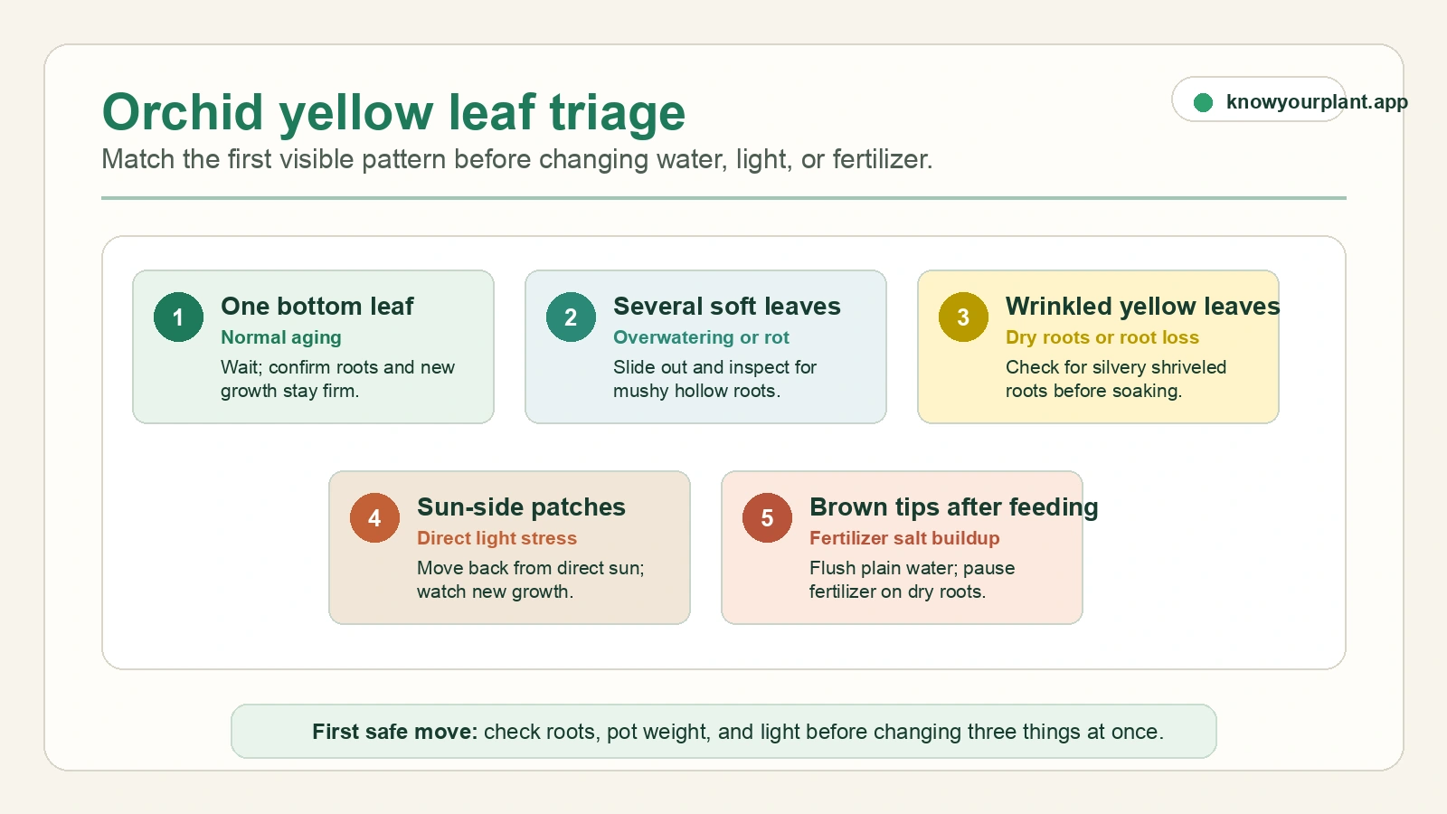 Orchid yellow leaf triage Orchid yellow leaf triage card matching bottom leaf aging, soft leaves, wrinkled leaves, sun patches, and fertilizer tips to first checks