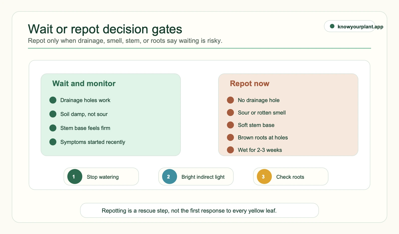 Wait or repot decision gates for an overwatered plant showing when to monitor and when drainage smell stem or roots require repotting