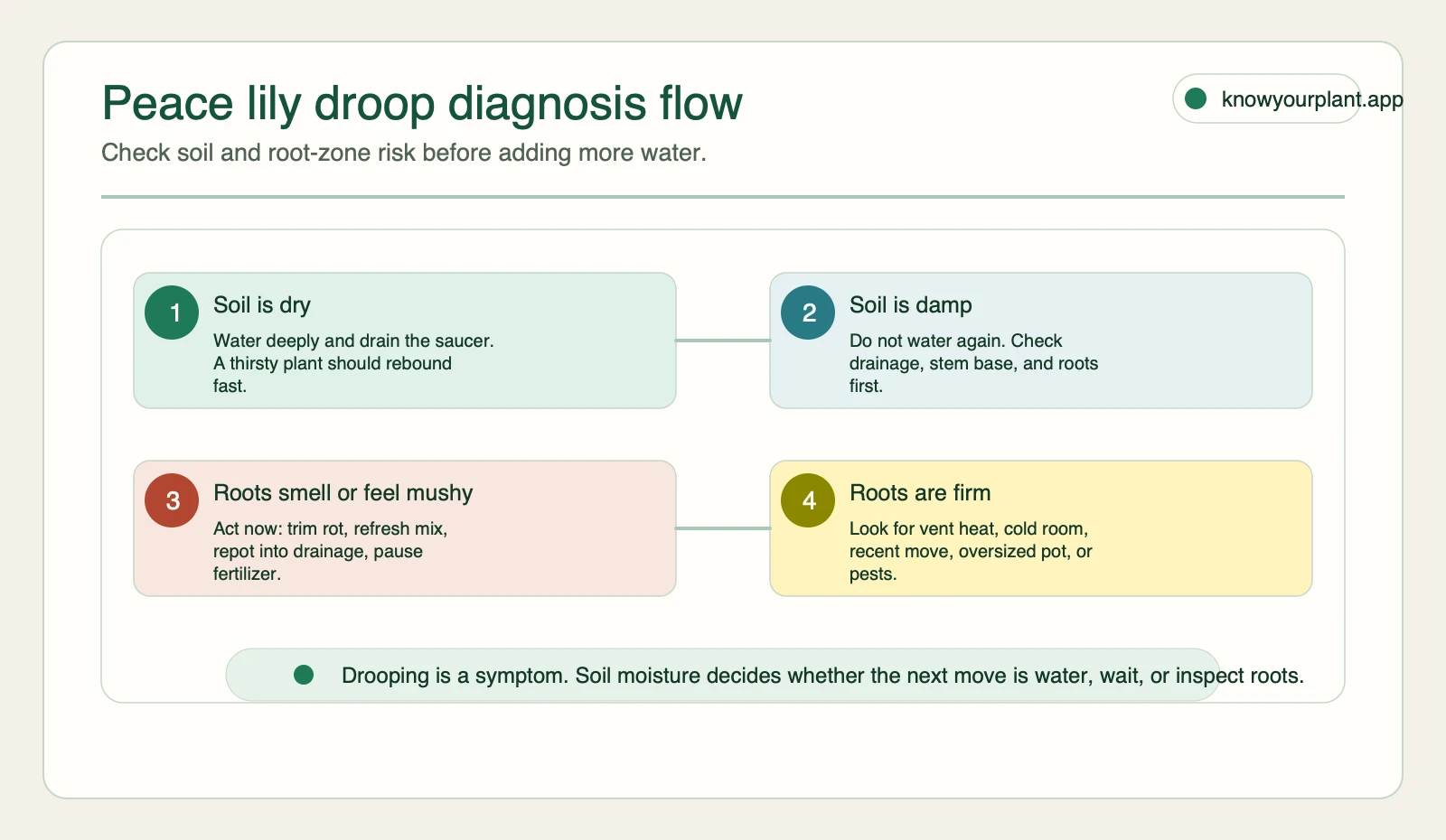 Peace lily droop diagnosis flow Peace lily droop diagnosis flow showing when to water wait inspect roots or check environment