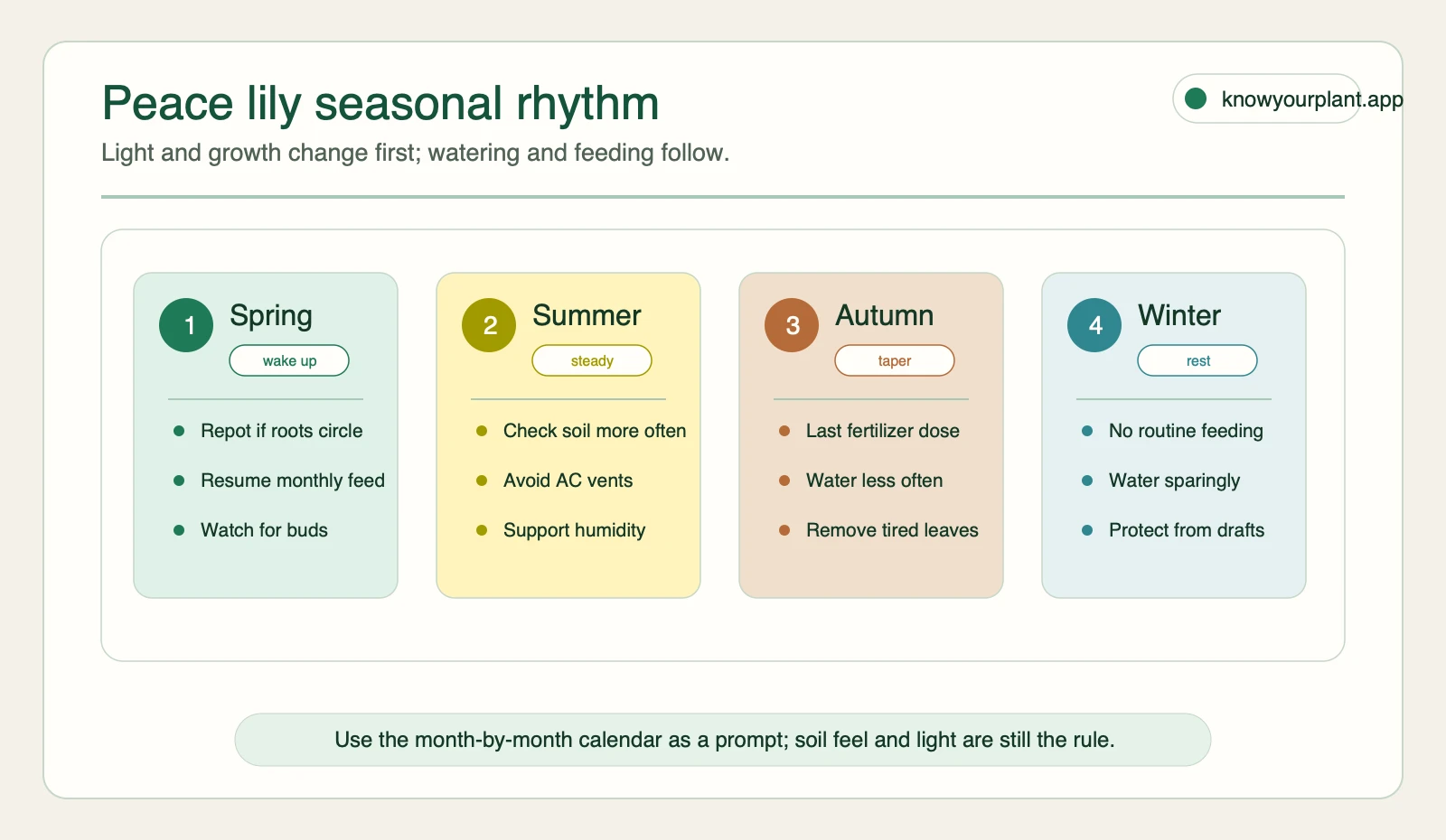 Peace lily seasonal rhythm Peace lily seasonal care rhythm showing spring summer autumn and winter care priorities