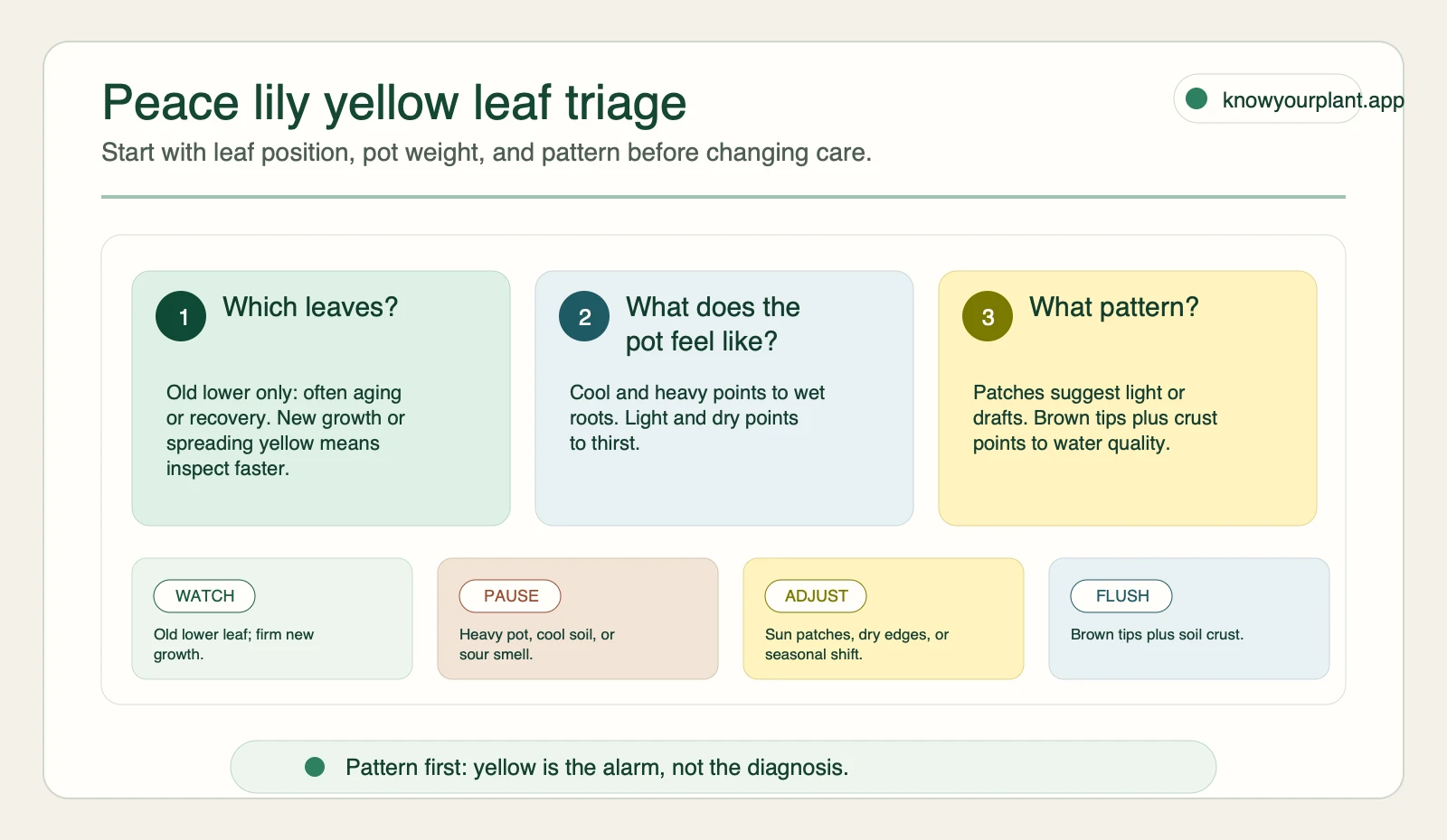 Peace lily yellow leaf triage Peace lily yellow leaf triage card checking leaf position, pot weight, and yellowing pattern