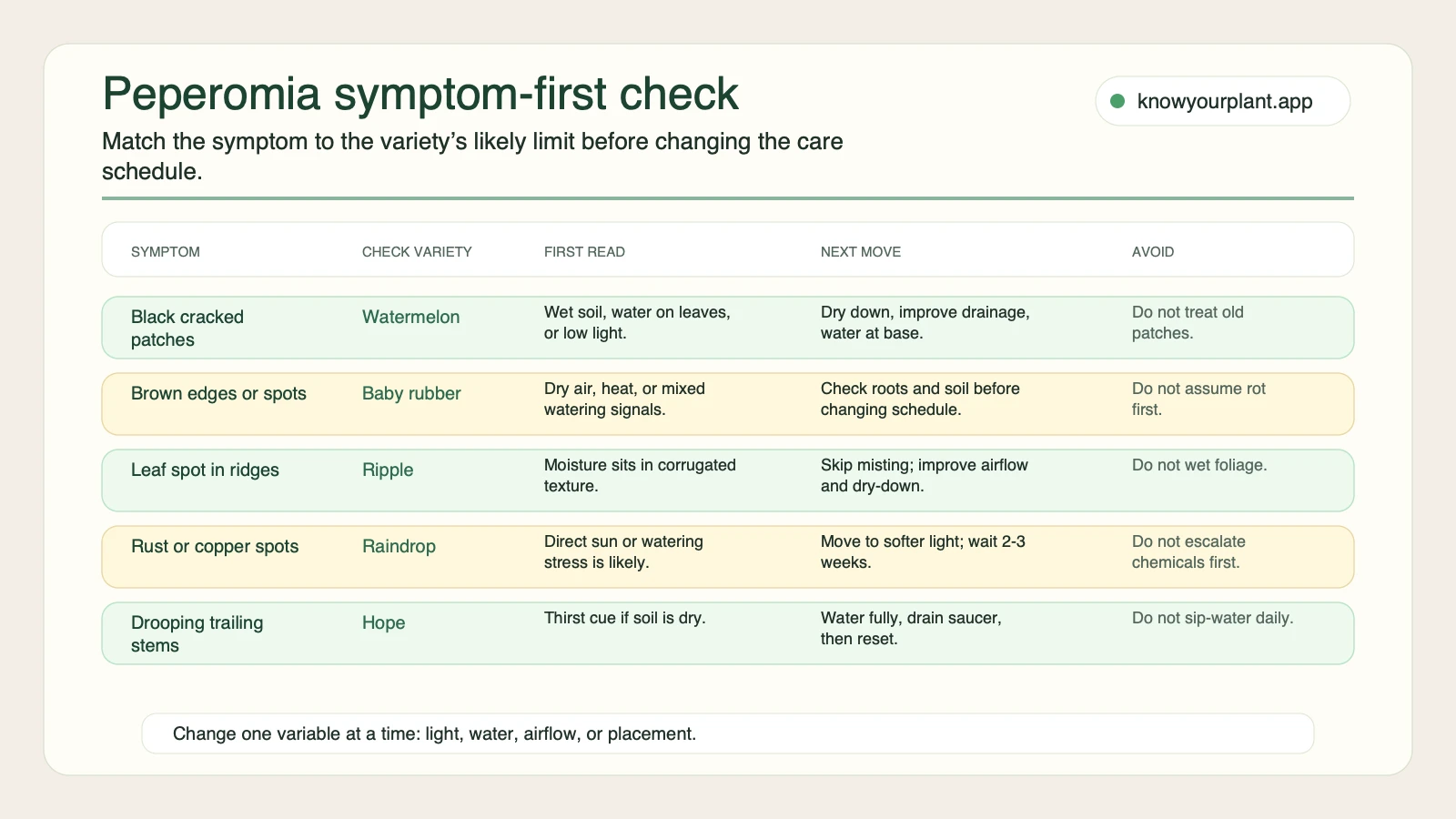 Peperomia symptom-first check Peperomia symptom-first check mapping black patches, brown edges, leaf spot, rust spots, and drooping stems to variety-specific first reads and next moves