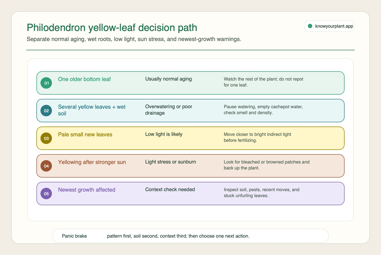 Philodendron yellow-leaf decision path Philodendron yellow leaf decision path separating normal aging, wet roots, low light, sun stress, and newest growth warnings