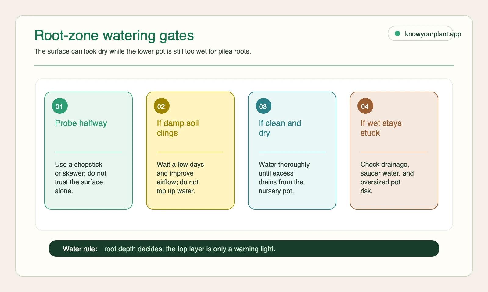 Moon Valley pilea root-zone watering gates Root-zone watering gates for Moon Valley pilea showing when to probe halfway wait if damp water if dry and inspect drainage if wet stays stuck