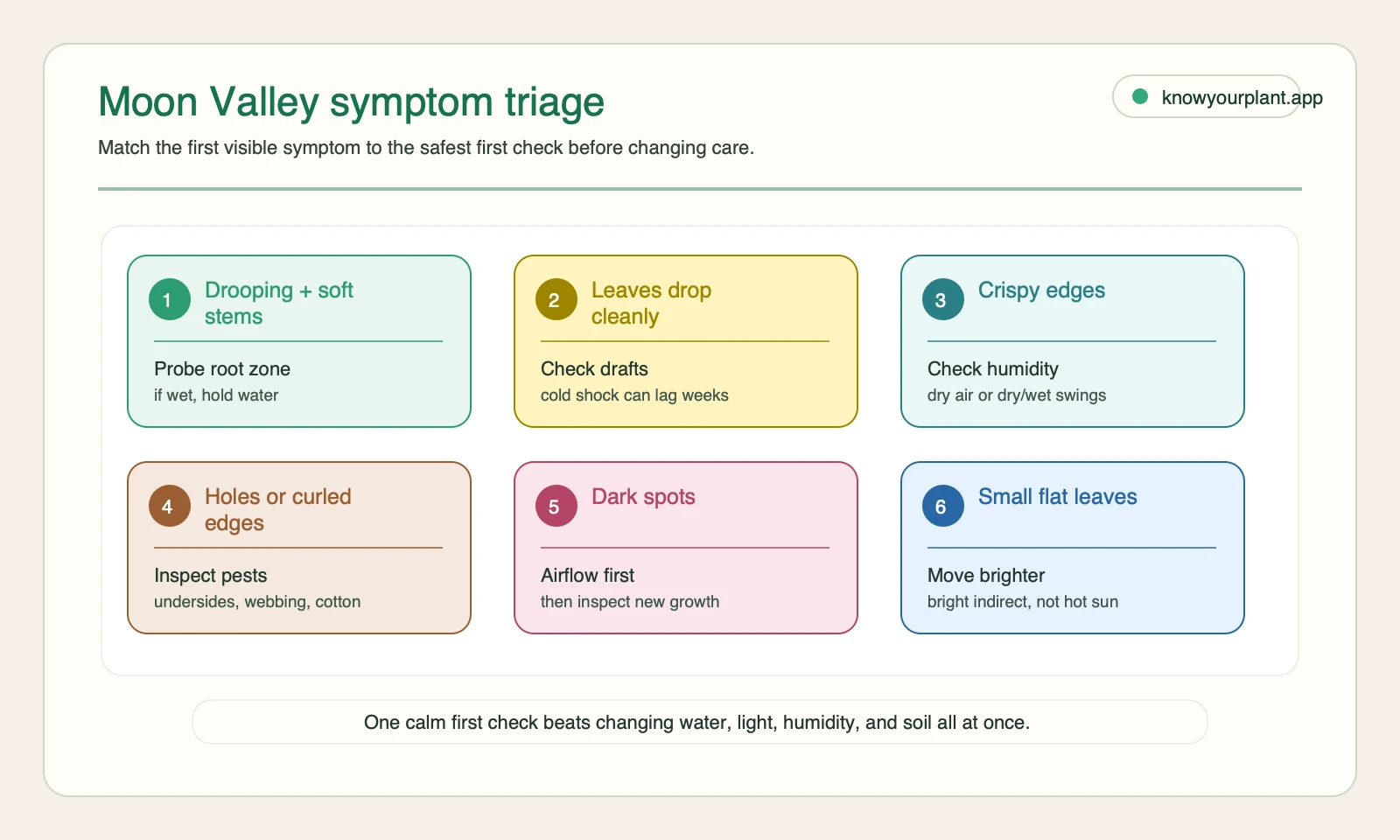 Moon Valley pilea symptom triage Moon Valley pilea symptom triage showing first checks for drooping stems leaf drop crispy edges pests dark spots and small flat leaves