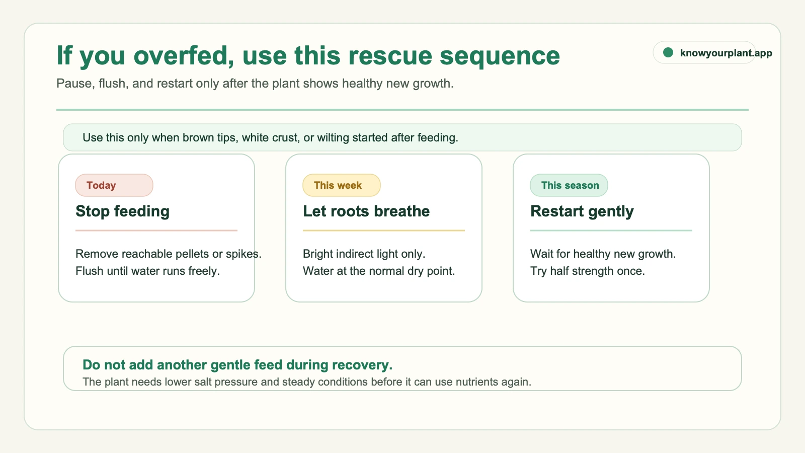 Houseplant overfeeding rescue sequence showing what to do today this week and this season after fertilizer burn