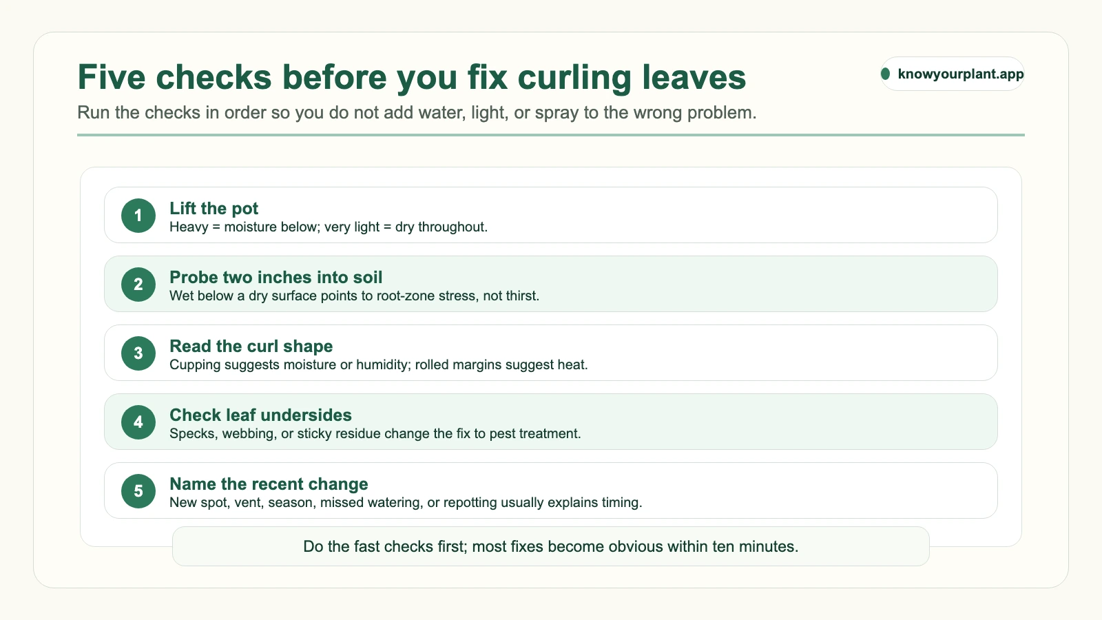 Five checks before fixing curling leaves Five checks before fixing curling leaves: lift pot, probe soil, read curl shape, check undersides, and name recent changes