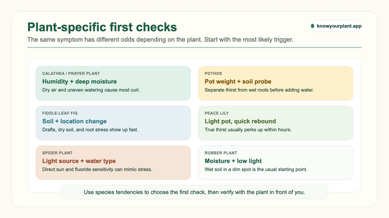 Plant-specific first checks Plant-specific first checks for curling leaves across calathea pothos fiddle-leaf fig peace lily spider plant and rubber plant