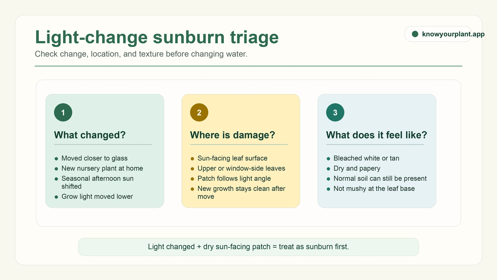 Light-change sunburn triage checking recent exposure, leaf location, and papery texture before changing water