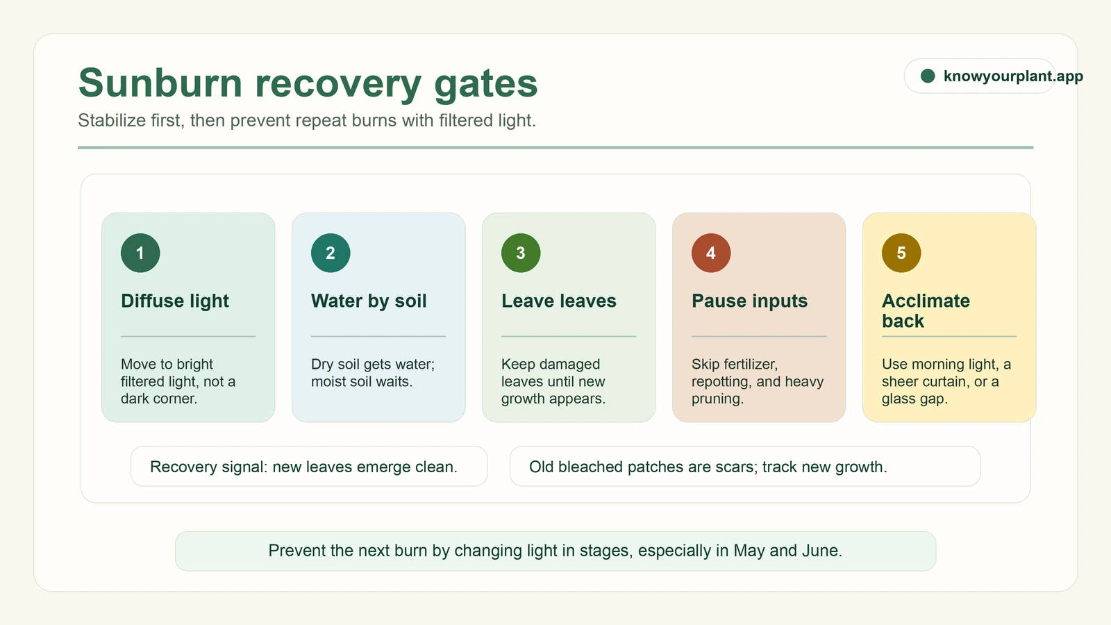Sunburn recovery gates showing filtered light, soil-based watering, leaving damaged leaves, pausing inputs, and gradual acclimation