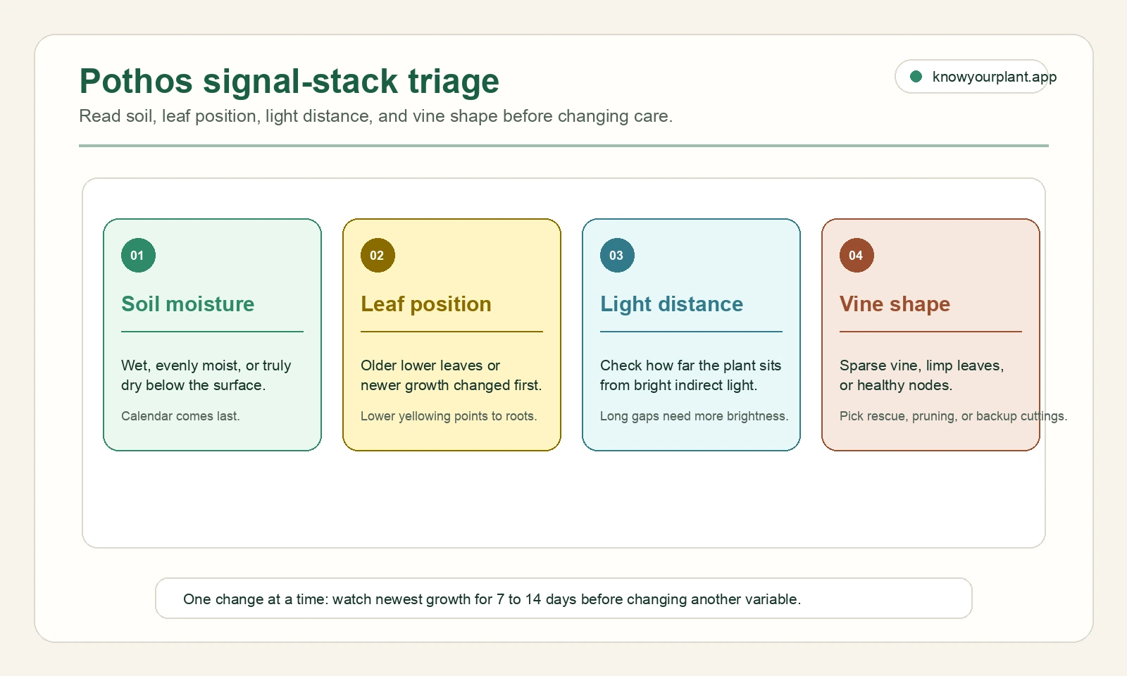 Pothos signal-stack triage Pothos signal stack triage showing soil moisture, leaf position, light distance, and vine shape checks