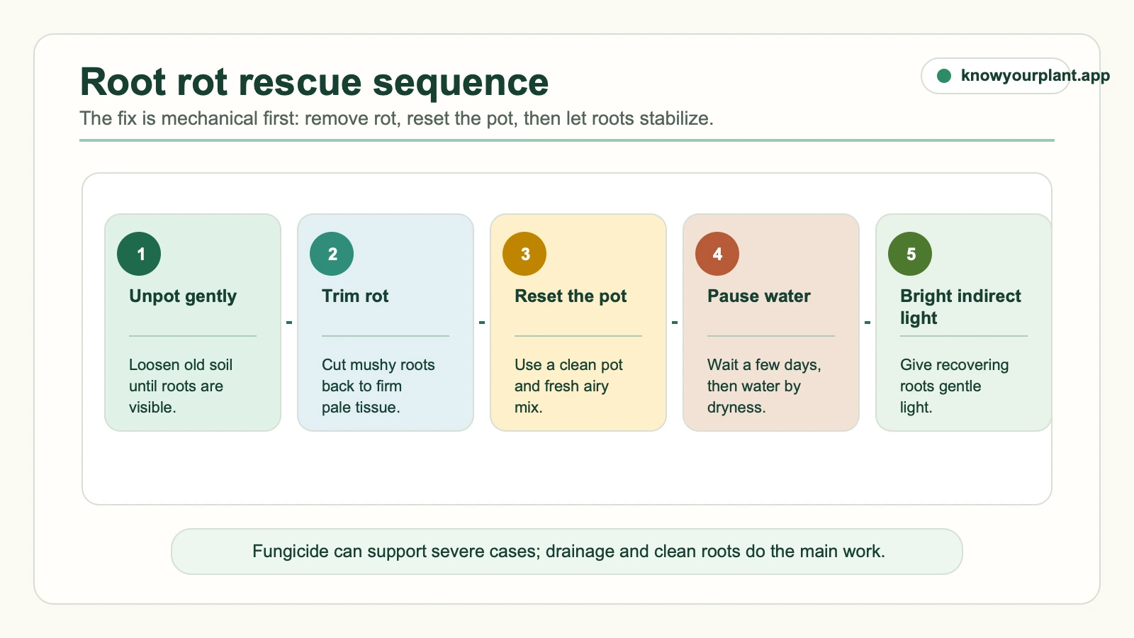 Root rot rescue sequence showing unpotting, trimming rot, resetting the pot, pausing water, and using bright indirect light