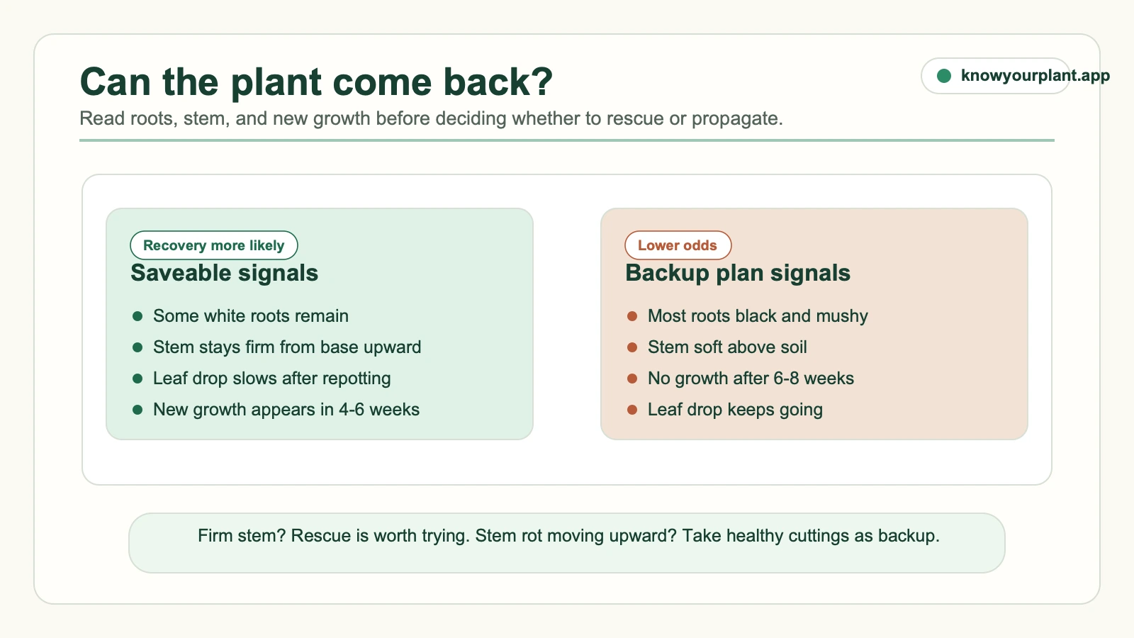 Root rot saveability signals comparing remaining white roots and firm stems with black mushy roots and no new growth