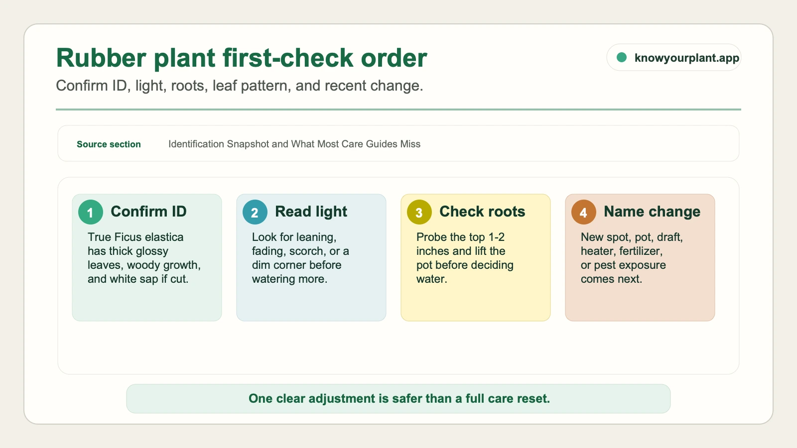 Rubber plant first-check order Rubber plant first-check order showing plant ID, light, root zone, and recent-change checks