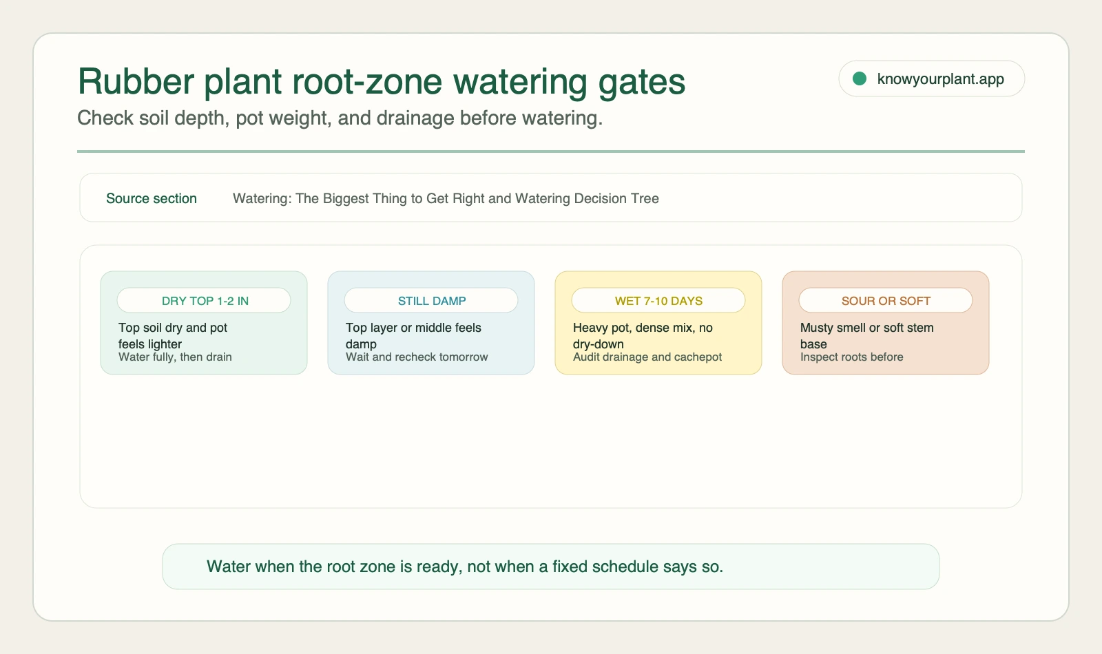 Rubber plant root-zone watering gates Rubber plant root-zone watering gates for dry soil, damp soil, slow dry-down, and sour or soft stems