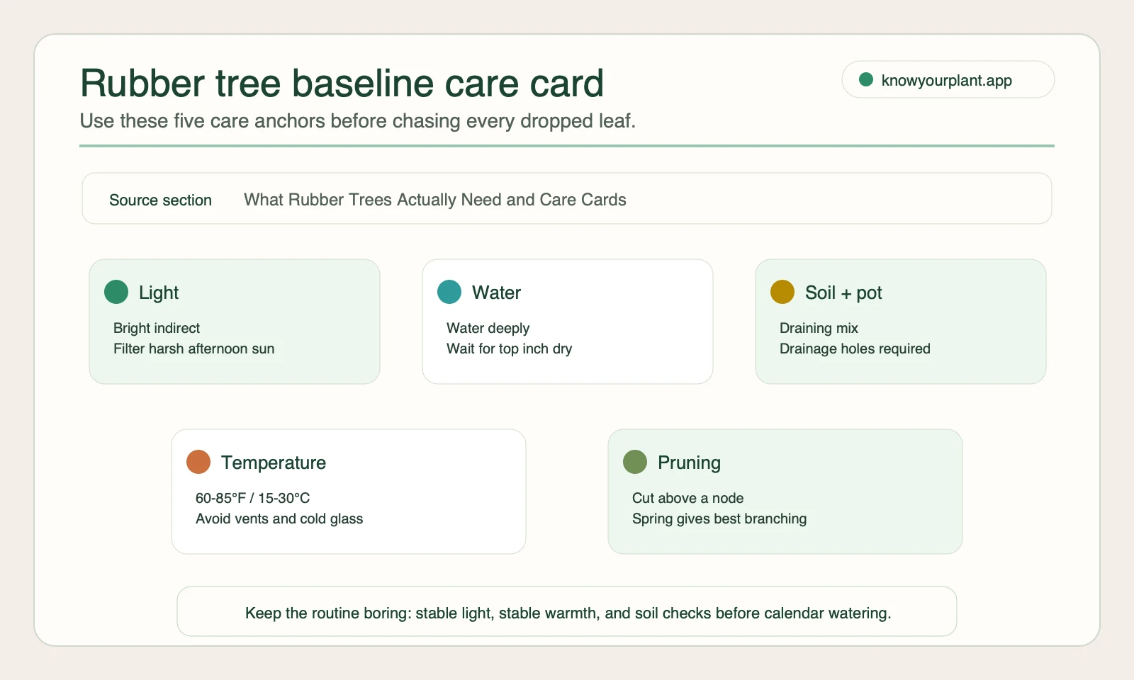 Rubber tree baseline care card Rubber tree baseline care card covering light water soil temperature and pruning anchors