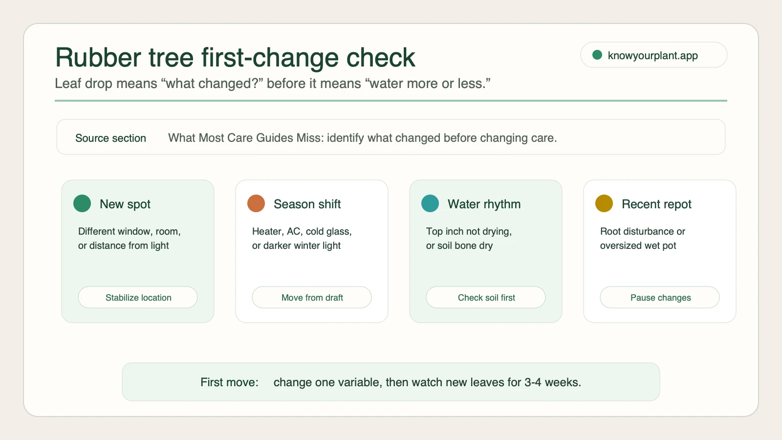 Rubber tree first-change check Rubber tree first-change check showing new spot season shift water rhythm and recent repot as first leaf-drop checks