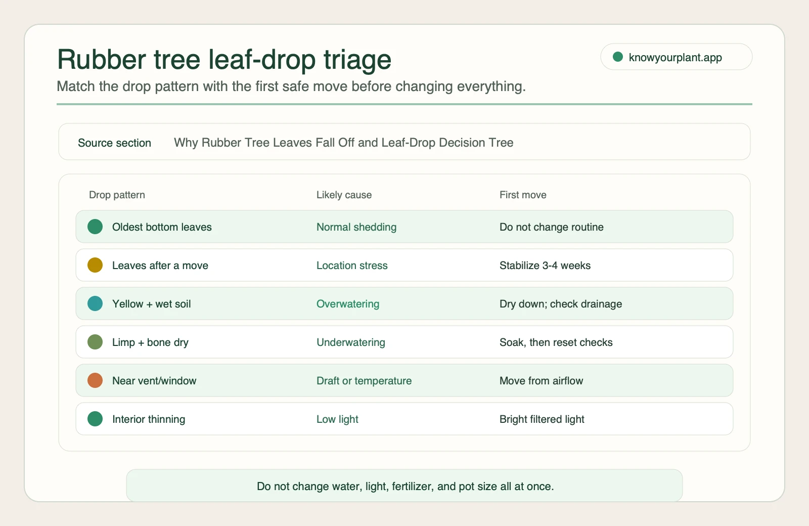 Rubber tree leaf-drop triage Rubber tree leaf-drop triage matching old bottom leaves move stress wet soil dry soil drafts and low light to first actions