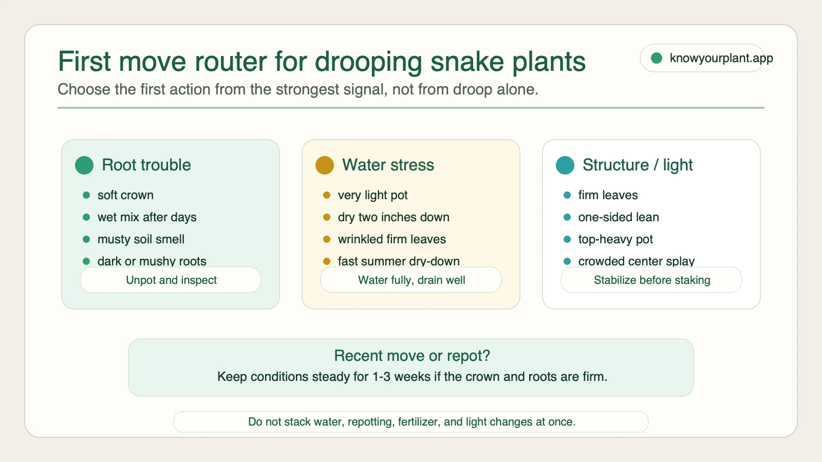 First move router for drooping snake plants First move router for drooping snake plants comparing root trouble, water stress, and structure or light signals before choosing the first action