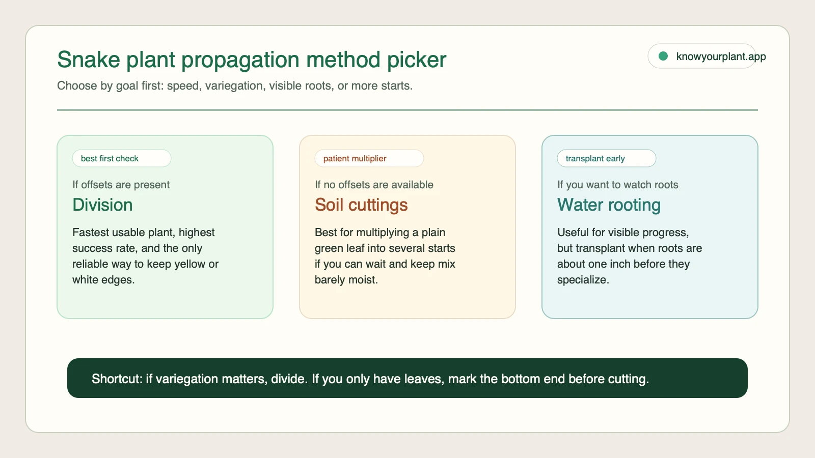 Snake plant propagation method picker Snake plant propagation method picker comparing division soil cuttings and water rooting by goal and watchout