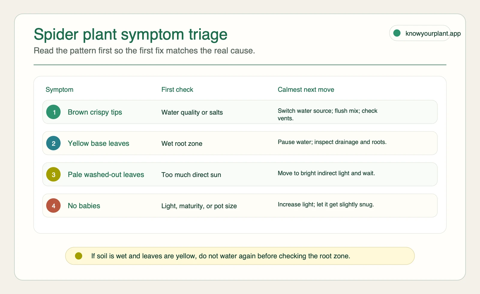 Spider plant symptom triage for brown tips yellow leaves pale foliage and no babies