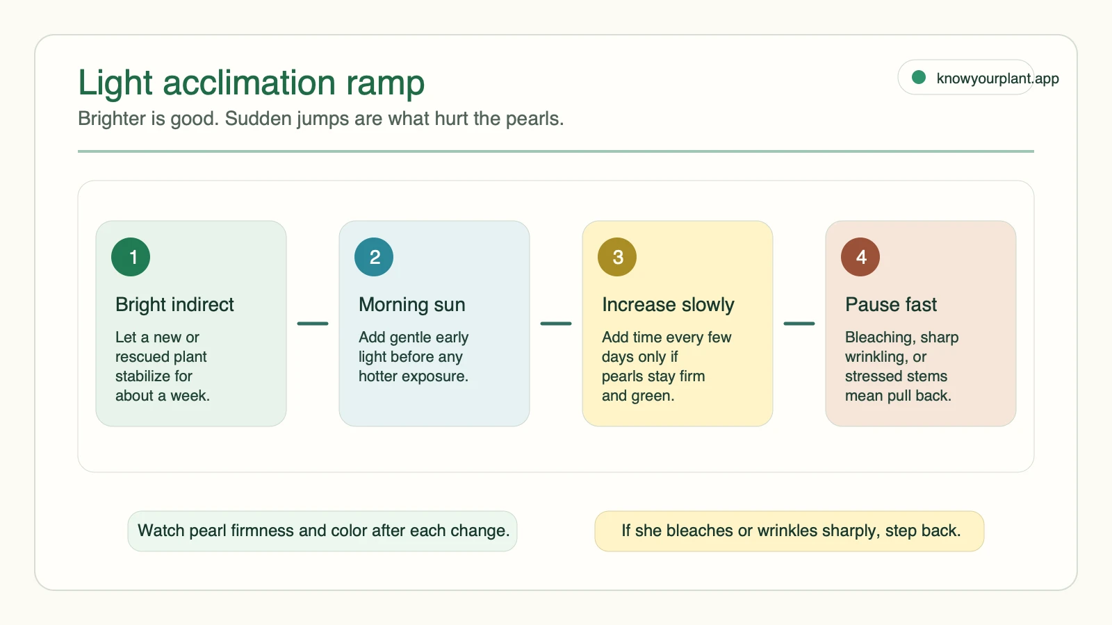 String of pearls light acclimation ramp from bright indirect light to morning sun gradual exposure and pause signals