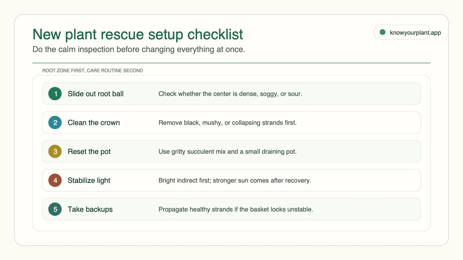 String of pearls rescue checklist for inspecting the root ball cleaning crown rot resetting pot mix stabilizing light and taking backup cuttings