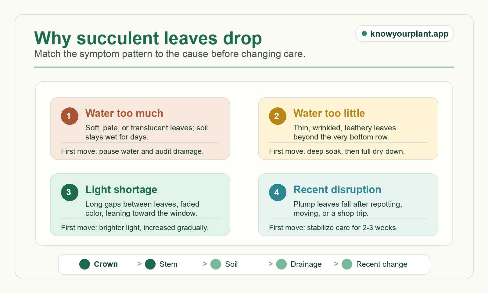 Why succulent leaves drop Succulent leaf drop cause route map matching too much water too little water light shortage and recent disruption to first moves