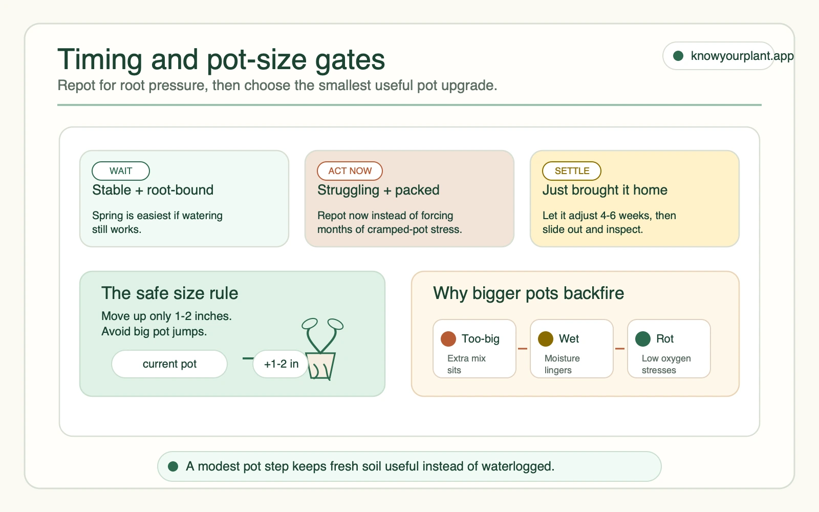 Timing and pot-size gates Timing and pot-size gates showing when to wait, repot now, let a new plant settle, and size up only one to two inches