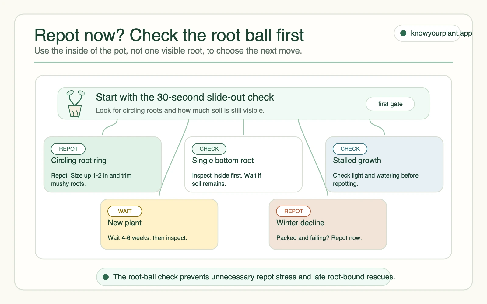Repot-now decision tool Repot-now decision tool showing when to repot, check roots, wait after purchase, or act during winter decline