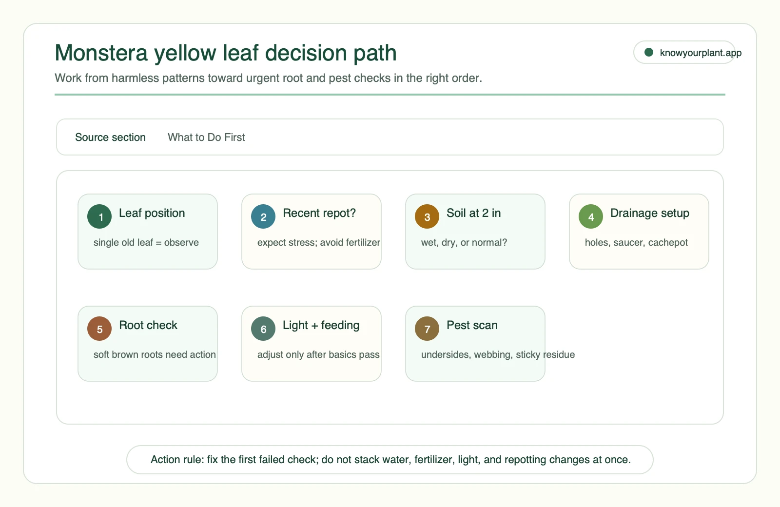 Monstera yellow leaf decision path from leaf position through repot timing soil check drainage roots light feeding and pests