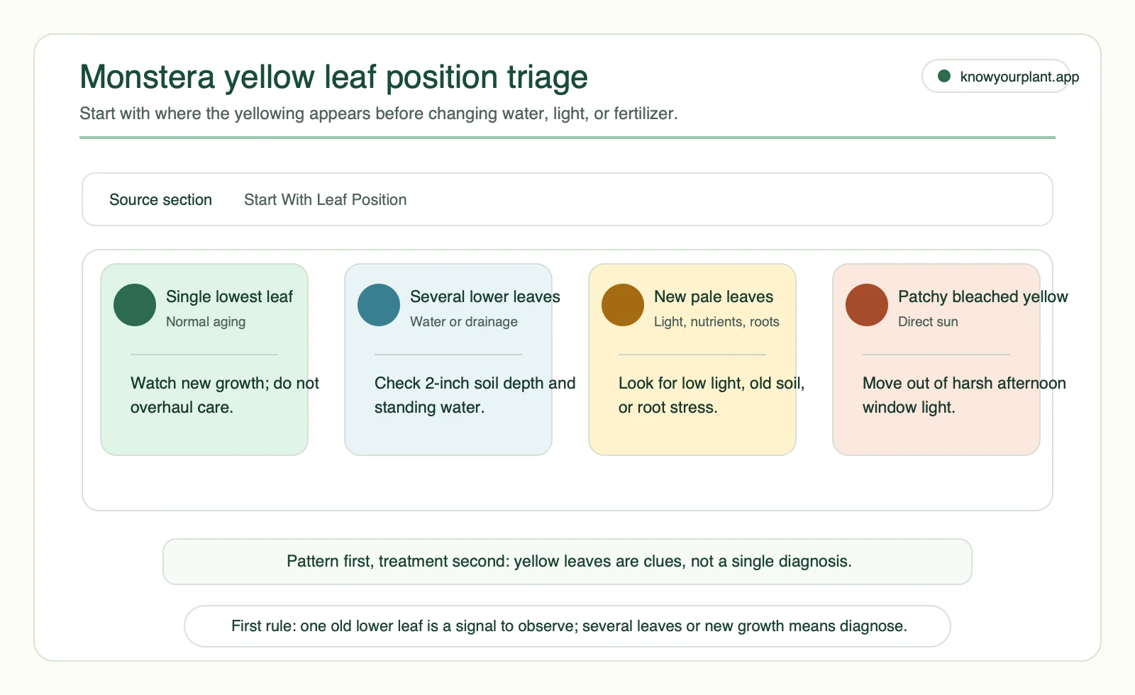 Monstera yellow leaf position triage showing single lower leaf, several lower leaves, new pale leaves, and patchy bleached yellow patterns