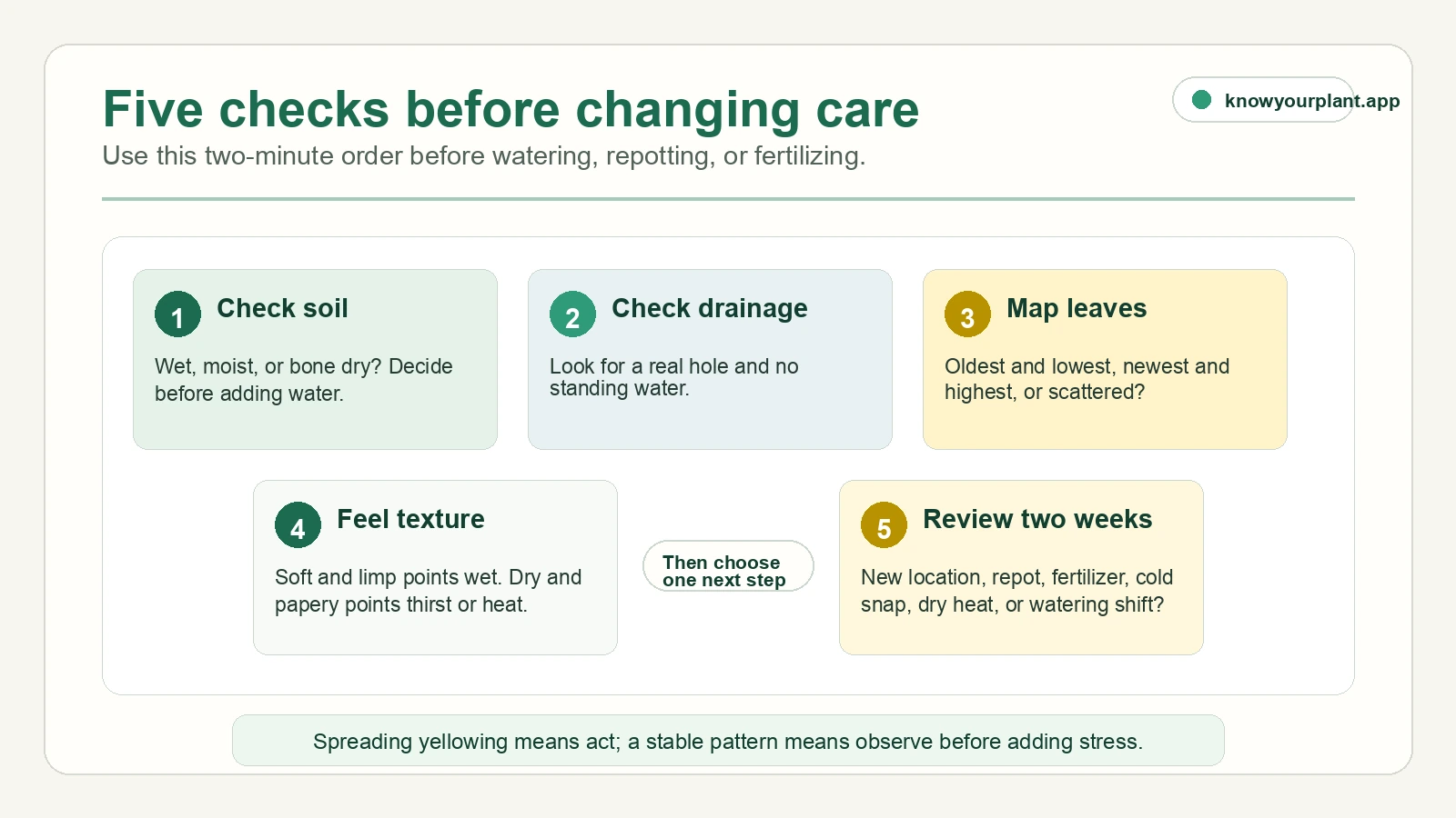 Five checks before changing yellow leaf care: soil, drainage, leaf position, texture, and recent changes