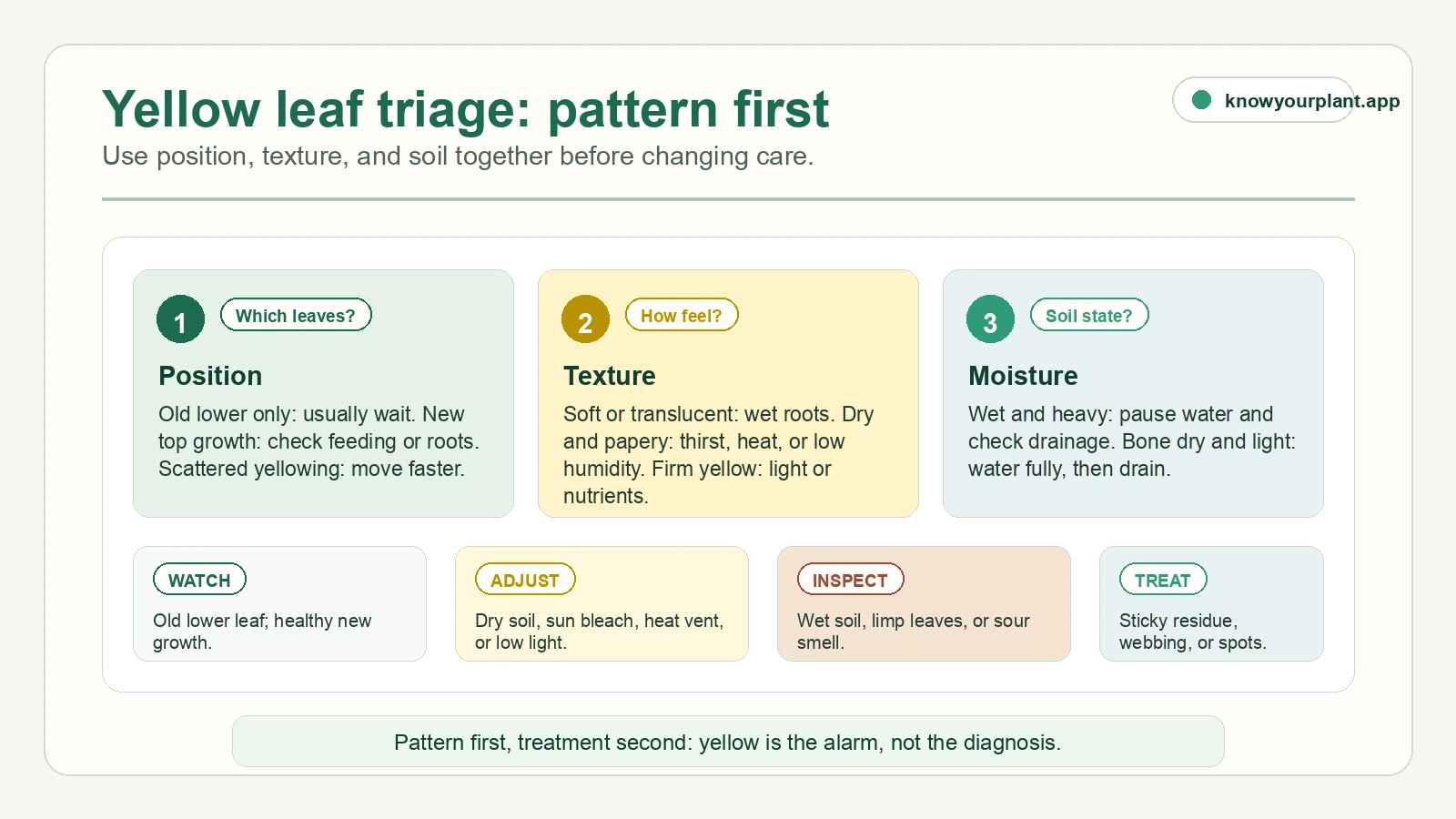 Yellow leaf triage map showing position, texture, and soil checks before choosing whether to watch, adjust care, inspect roots, or treat pests