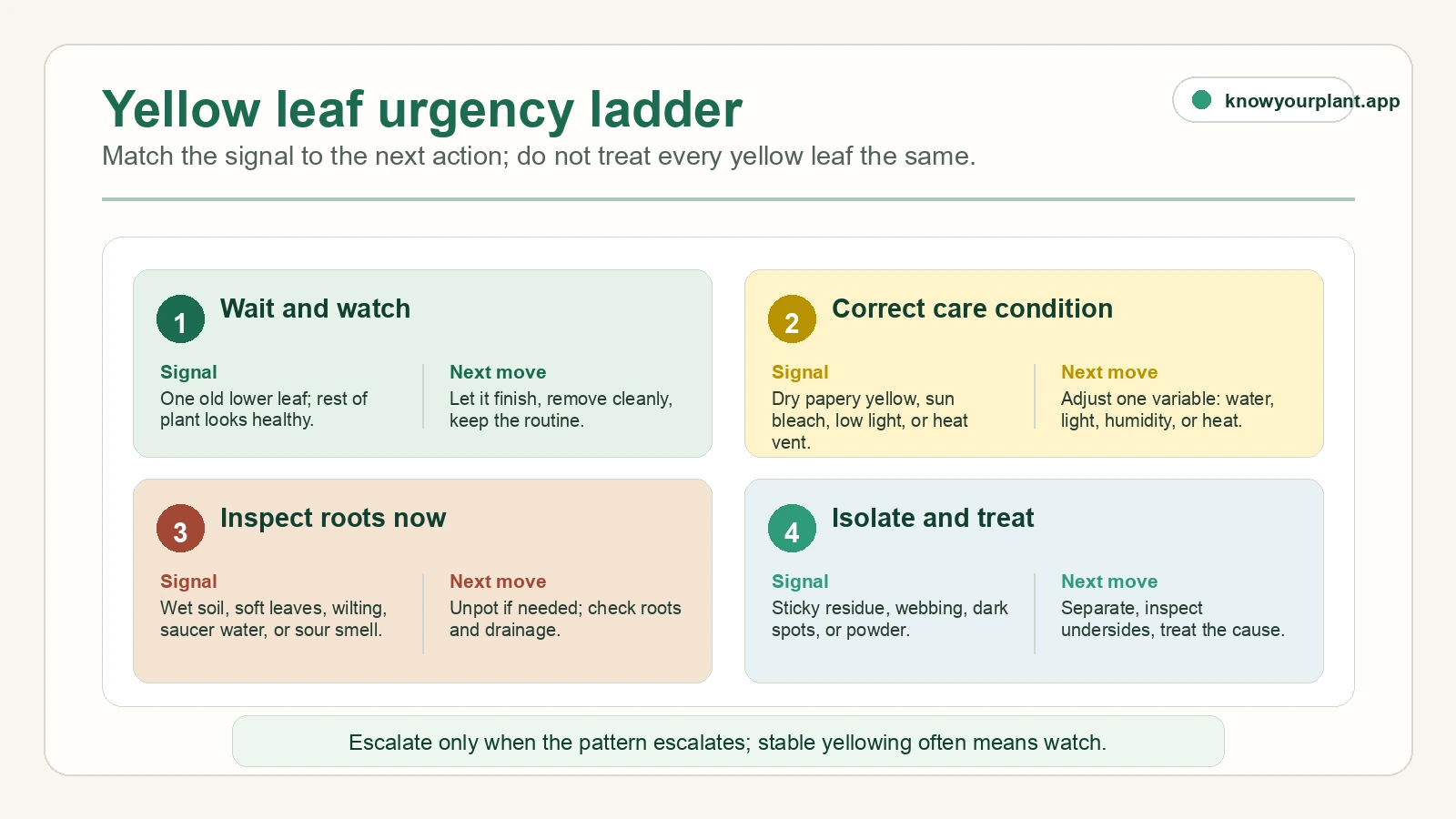 Yellow leaf urgency ladder matching wait, care correction, root inspection, and pest or disease treatment signals to next actions