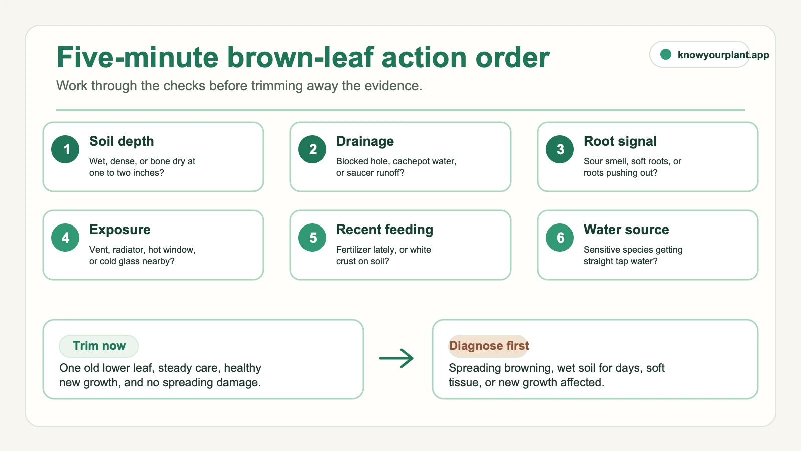 Five-minute brown leaf action order checking soil depth, drainage, roots, exposure, fertilizer, and water source before trimming