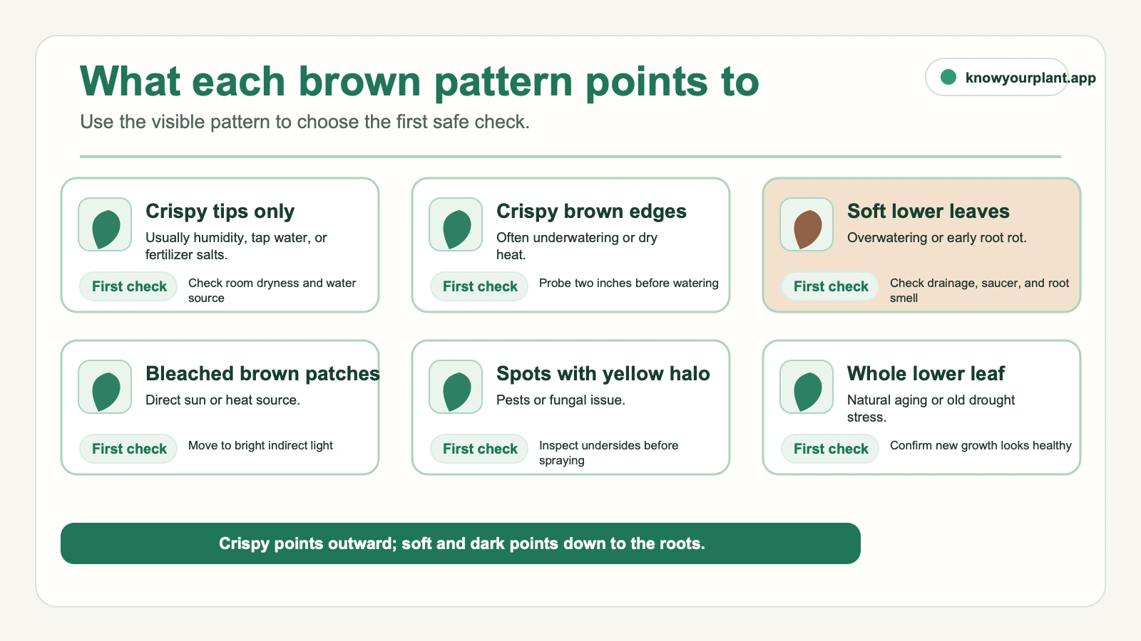 Brown leaf pattern map matching tips, edges, lower leaves, bleached patches, spots, and whole lower leaves to first checks