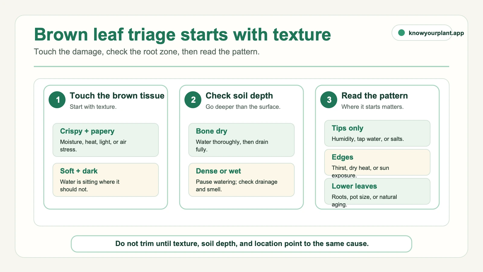 Brown leaf triage starting with tissue texture, two-inch soil depth, and browning location checks