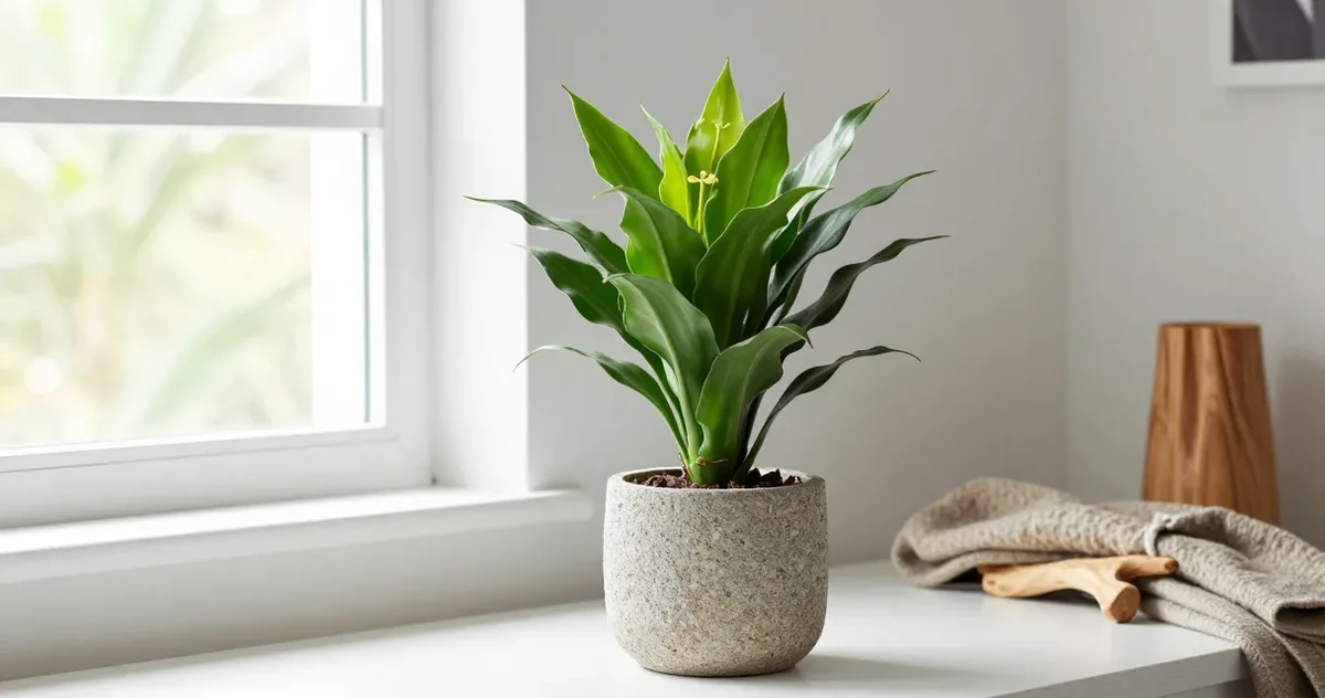 ZZ plant flower spadix and spathe sitting low near the soil line
