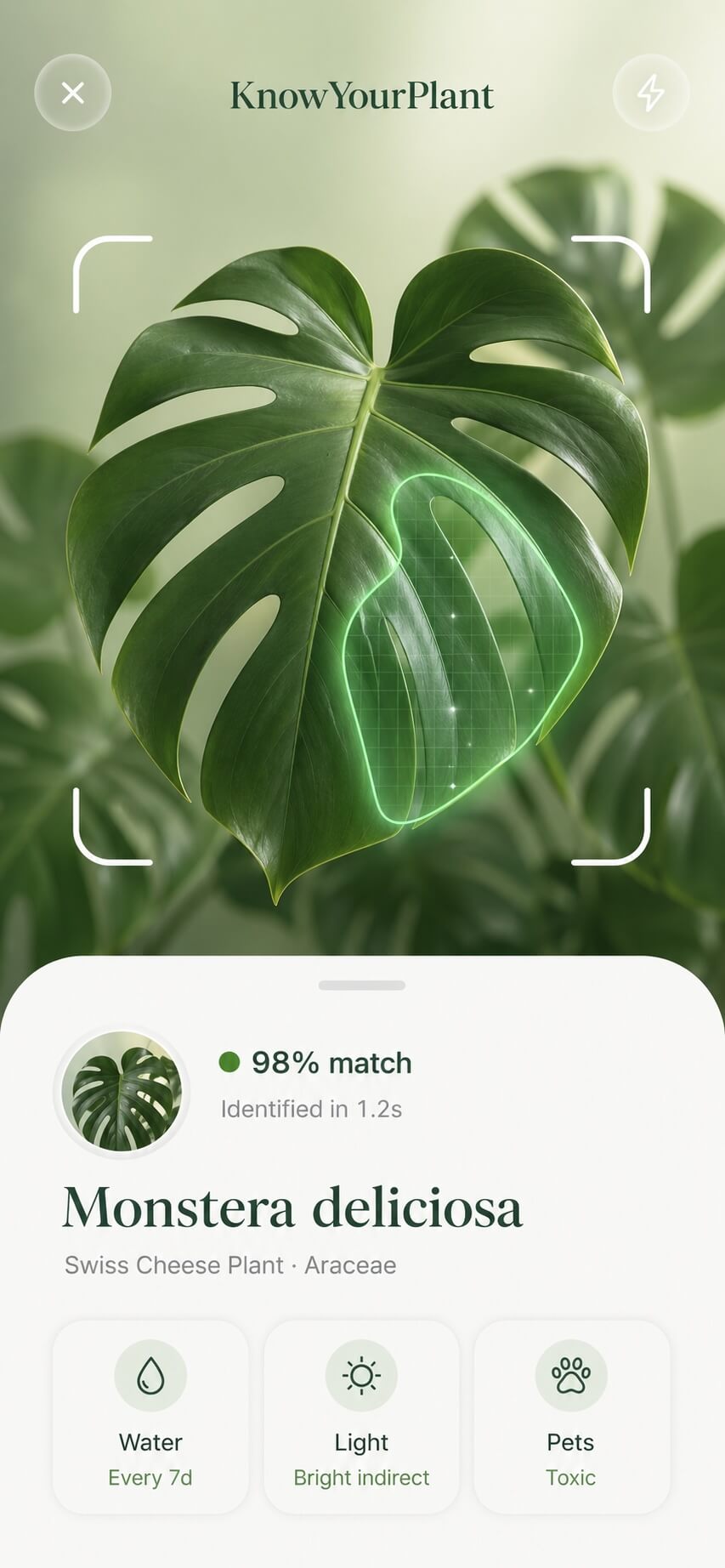 KnowYourPlant plant identification screen showing an identified houseplant and care details